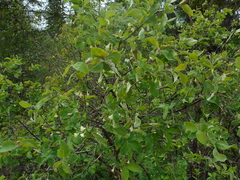 Lonicera caerulea baltica