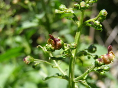 Scrophularia scopolii