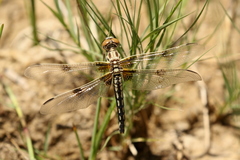 Libellula composita