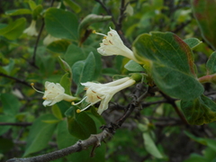 Lonicera caerulea baltica