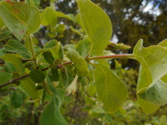 Lonicera caerulea baltica