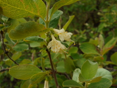Lonicera caerulea baltica