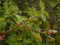 Lonicera caerulea baltica