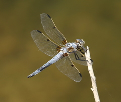 Libellula composita