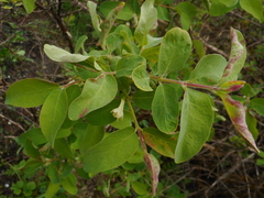 Lonicera caerulea baltica