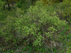 Lonicera caerulea baltica