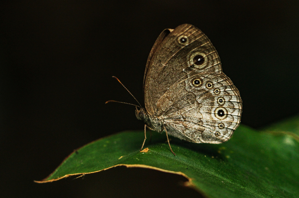 Grey Bush Brown
