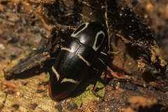Linodesmus coecus