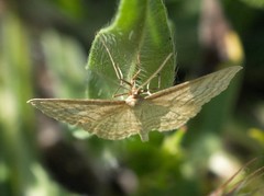 Idaea macilentaria