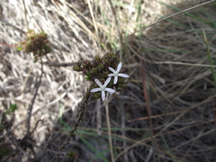 Roella glomerata