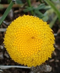 Cotula hispida