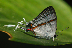 Hypolycaena