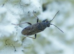 Peritrechus gracilicornis
