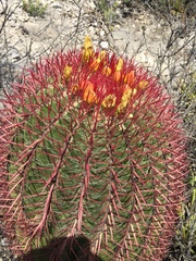 Ferocactus pilosus