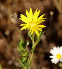 Xanthisma texanum drummondii