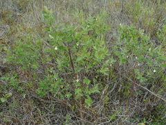 Lonicera caerulea baltica