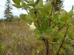 Lonicera caerulea baltica
