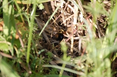 Bombus campestris