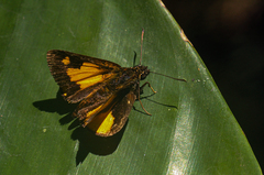 Osmodes distincta