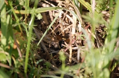 Bombus campestris