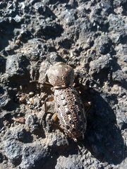 Zopheridae
