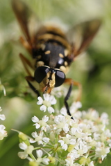 Temnostoma alternans