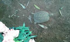 Testudo graeca