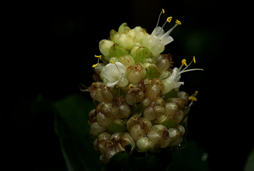 marble berry