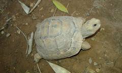 Testudo graeca