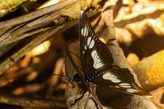Pseudacraea lucretia