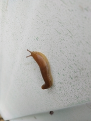 Geomalacus anguiformis