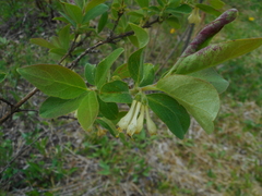 Lonicera caerulea baltica
