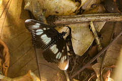 Pseudacraea lucretia