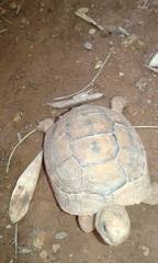 Testudo graeca
