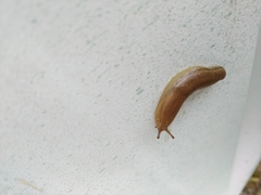 Geomalacus anguiformis