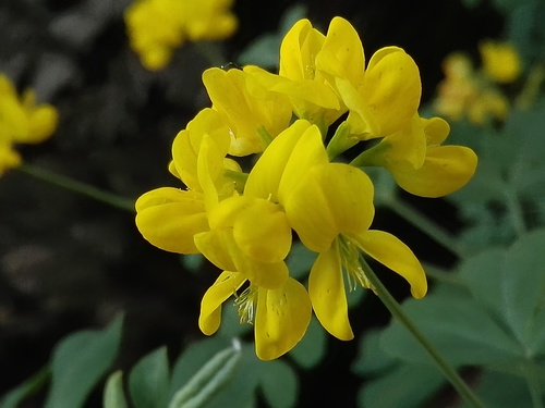 Cornetta di Valenza