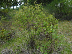 Lonicera caerulea baltica