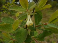 Lonicera caerulea baltica