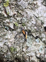 Chrysoclista linneella