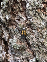 Chrysoclista linneella