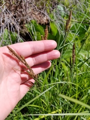 Carex stricta