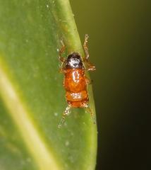 Otitesella