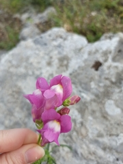 Antirrhinum majus