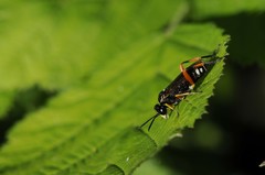 Macrophya rufipes