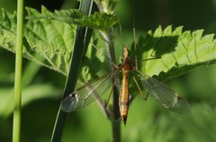 Tipula lunata