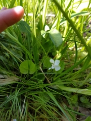 Viola macloskeyi
