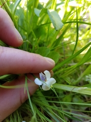 Viola macloskeyi