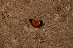 Charaxes