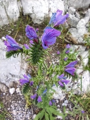 Echium vulgare