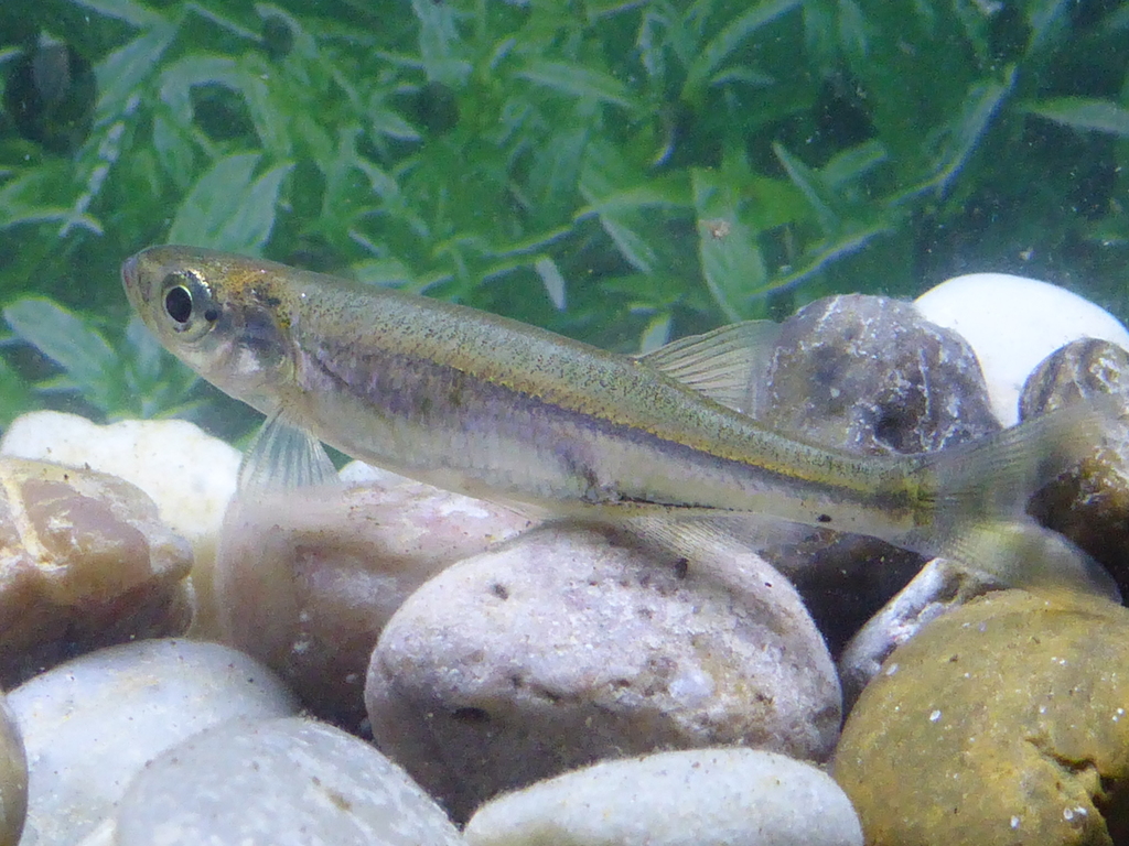River sardine (Mesobola brevianalis) — Cyprinidae